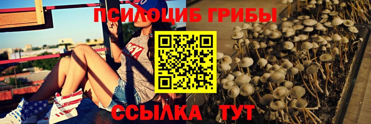 Псилоцибиновые грибы мицелий Сунжа